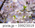 桜 千鳥ヶ淵 39923019
