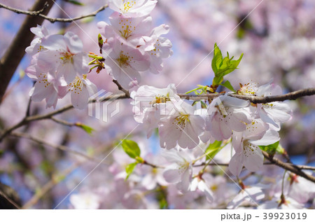 桜 千鳥ヶ淵 桜 千鳥ヶ淵 39923019