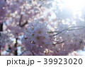 桜 千鳥ヶ淵 39923020