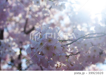 桜 千鳥ヶ淵 桜 千鳥ヶ淵 39923020