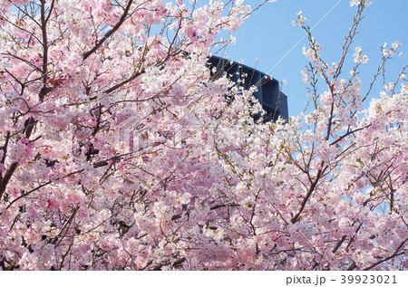 桜 千鳥ヶ淵 桜 千鳥ヶ淵 39923021