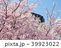 桜 千鳥ヶ淵 39923022