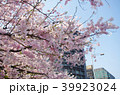 桜 千鳥ヶ淵 39923024
