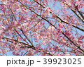 桜 千鳥ヶ淵 39923025