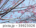 桜 千鳥ヶ淵 39923026