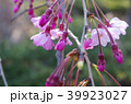 桜 千鳥ヶ淵 39923027