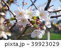 桜 千鳥ヶ淵 39923029