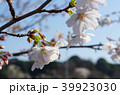 桜 千鳥ヶ淵 39923030