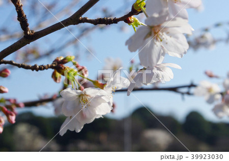 桜 千鳥ヶ淵 桜 千鳥ヶ淵 39923030