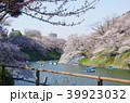 桜 千鳥ヶ淵 39923032