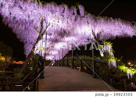 あしかがフラワーパーク うすべに藤 うすべに橋 あしかがフラワーパーク うすべに藤 うすべに橋 39923503