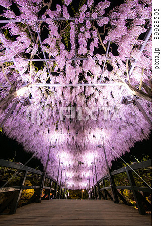 あしかがフラワーパーク  うすべに藤 うすべに橋 39923505