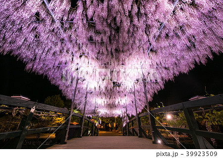 あしかがフラワーパーク  うすべに藤 うすべに橋 39923509