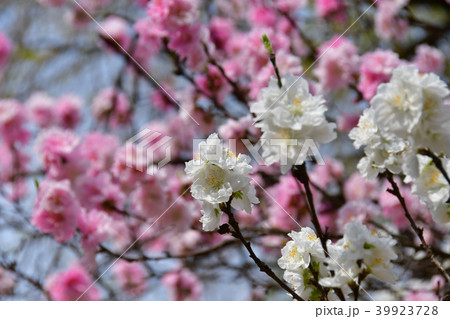 源平桃 源平桃 39923728