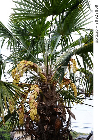 棕櫚の花の写真素材 [39923809] - PIXTA