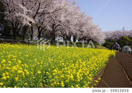 3月の尾根緑道の桜と菜の花 39923838