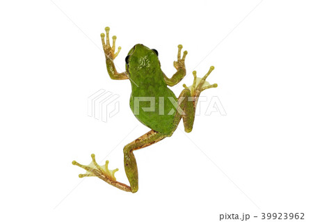 アマガエル (深度合成) アマガエル (深度合成) 39923962