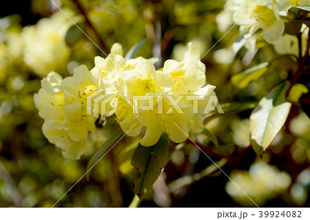 黄色いつつじ 39924082