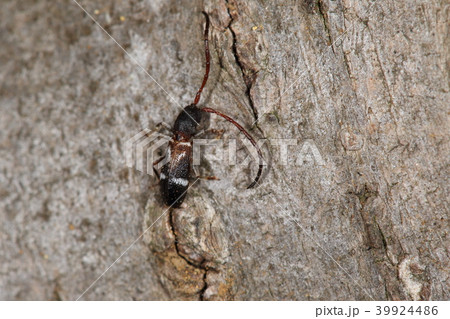 生き物 昆虫 ヒシカミキリ、赤いシャツにお洒落な上着を着たよう二も見えますが・・・ 生き物 昆虫 ヒシカミキリ、赤いシャツにお洒落な上着を着たよう二も見えますが・・・ 39924486
