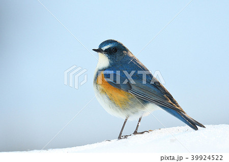 薬師池公園の野鳥 薬師池公園の野鳥 39924522