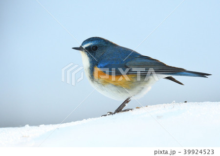 薬師池公園の野鳥 薬師池公園の野鳥 39924523