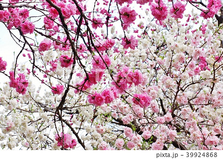 春の背景素材 花桃の一種紅白咲き分けの源平桃の花 横位置の写真素材