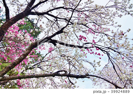 春の背景素材 花桃の一種紅白咲き分けの源平桃の花 横位置の写真素材