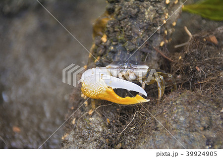 パラオ共和国のマングローブに生息するヒメシオマネキ 39924905