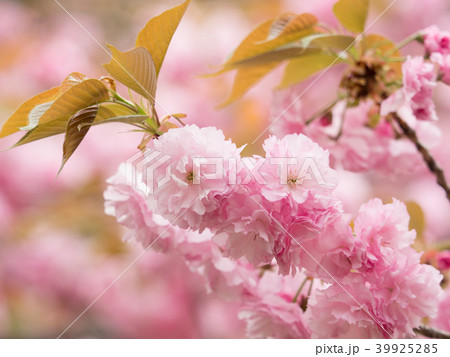 八重桜 関山の写真素材