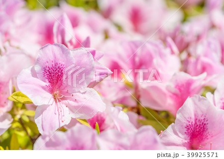 【東京都】満開のツツジ 39925571