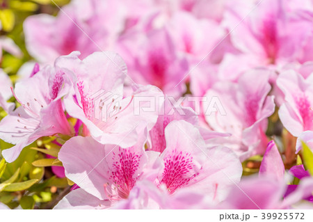 【東京都】満開のツツジ 39925572