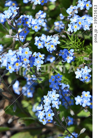 ワスレナグサ（勿忘草） 39925613