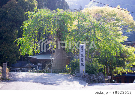 葉桜 葉桜 39925615