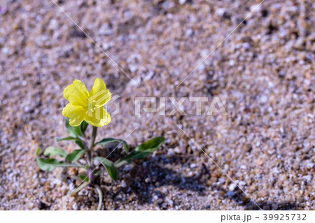 海辺の花。(小待宵草の花) 海辺の花。(小待宵草の花) 39925732