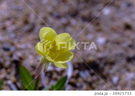 海辺の花。(小待宵草の花) 海辺の花。(小待宵草の花) 39925733