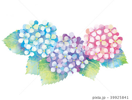 あじさいのイラスト 39925841