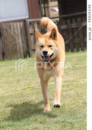 保護された犬 雑種 の写真素材