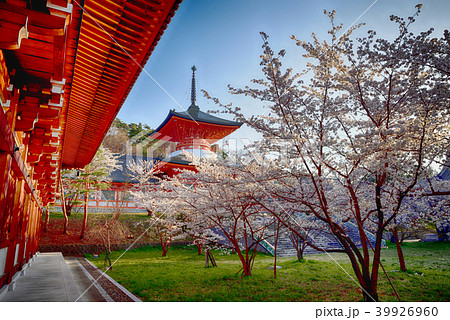 長野善光寺雲上殿と桜の写真素材