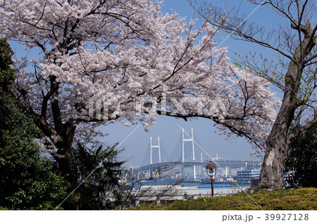 横浜ベイブリッジと満開の桜 39927128