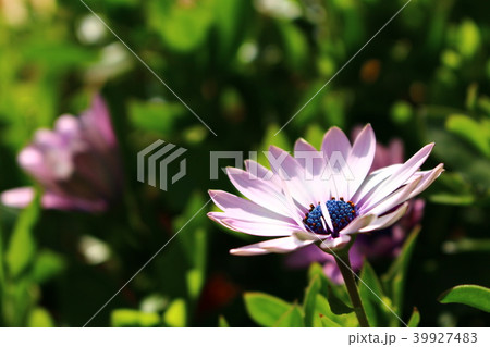 初夏の花 39927483