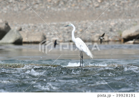 サギ・食事 39928191