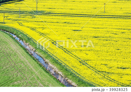 Flowering rapeseed field in spring time 39928325