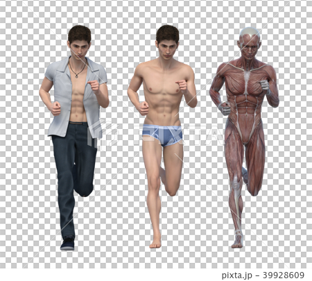Male anatomy muscle 3DCG illustration material 39928609