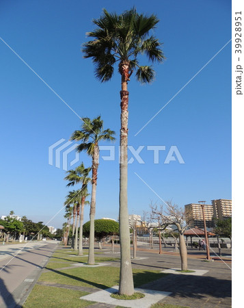 奥武山公園 (Okinawa) 奥武山公園 (Okinawa) 39928951