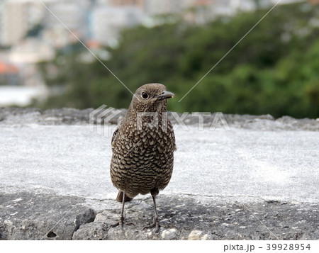 首里城公園のイソヒヨドリ (Okinawa) 首里城公園のイソヒヨドリ (Okinawa) 39928954