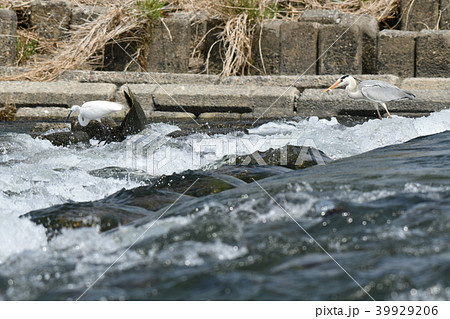 サギ・食事 サギ・食事 39929206