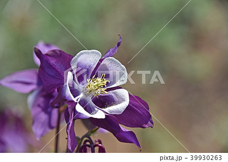 オダマキ（苧環） 39930263