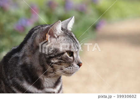 花と猫 横顔アップ 花と猫 横顔アップ 39930602