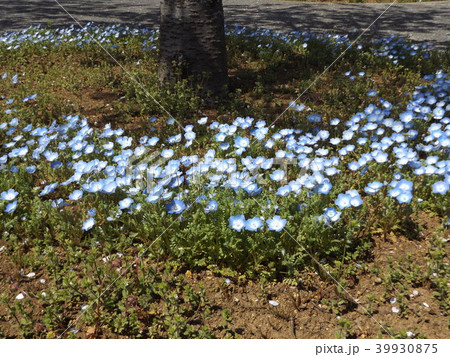 サクラの根本を飾るネモフィラの青い色の可憐な花の写真素材