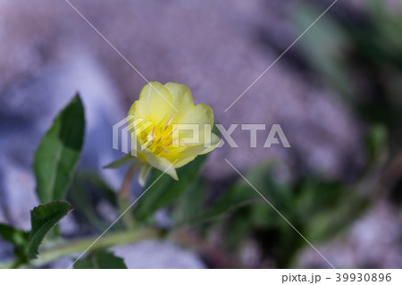 海辺の花。（小待宵草の花） 39930896